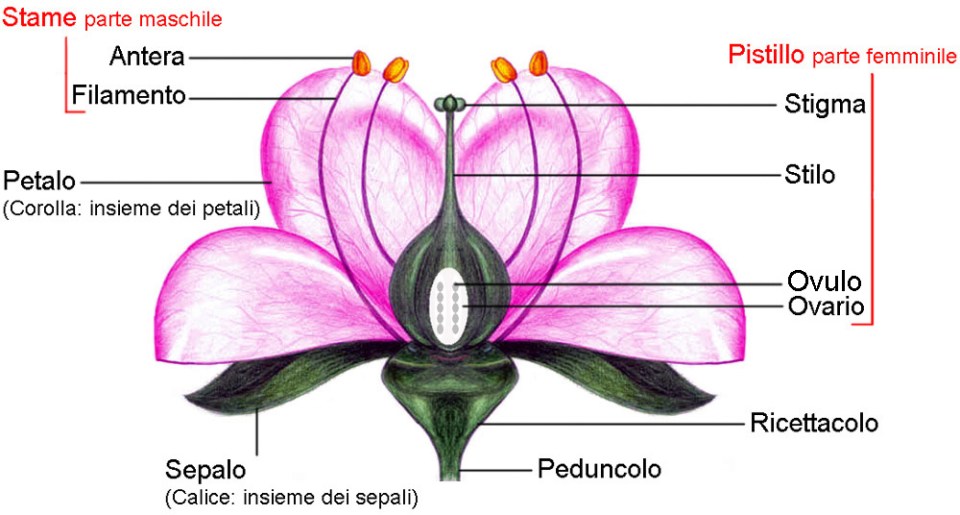 Splendida natura